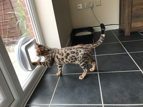 Cat & Dog Flap Installations In Nottingham & Derby&hellip;